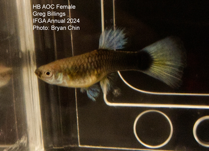 female guppy hb aoc